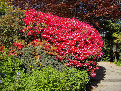 Flowering shrub