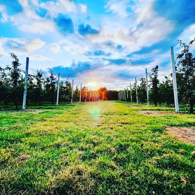 pump lane orchards