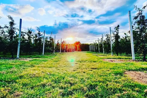 pump lane orchards